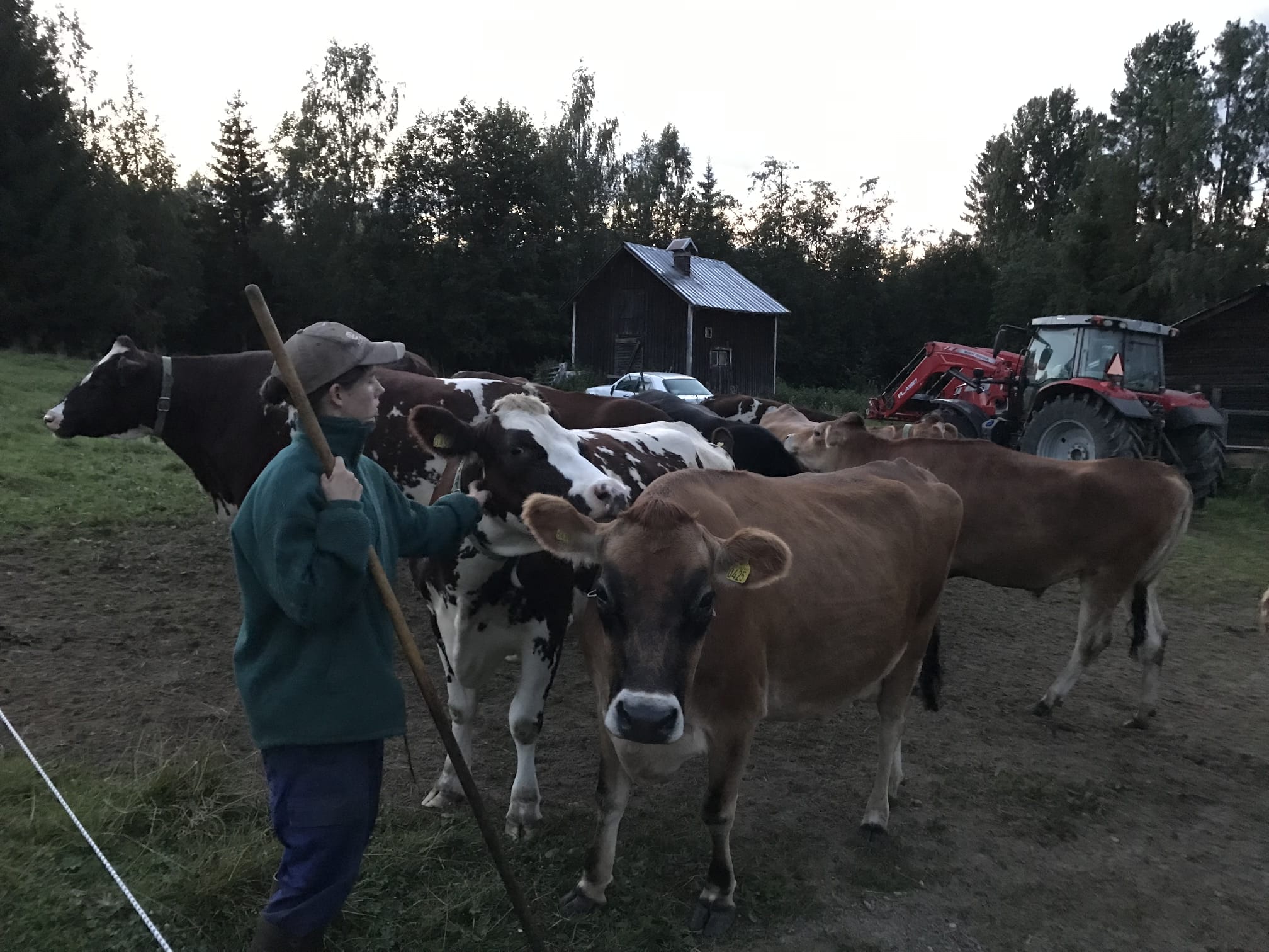 Forest-Grazing Cows, 100% NATURAL