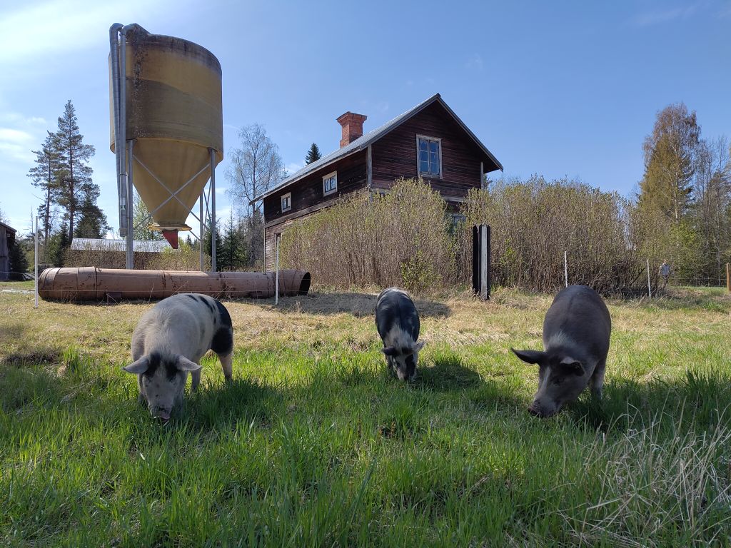 Free-Liviing Pigs, 100% NATURAL